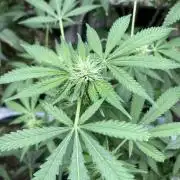 Strawberry Ak (Serious Seeds)