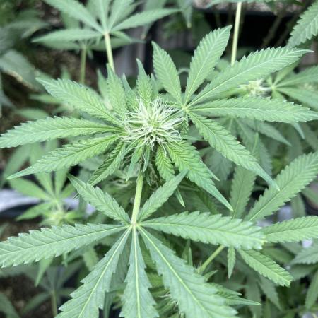 Strawberry Ak (Serious Seeds)