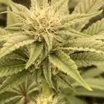 Sugoi Zushi (In House Genetics)