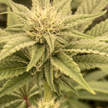 Sugoi Zushi (In House Genetics)