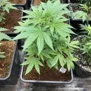 BTY47 x Manna Mountain (ttowncultivator)