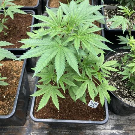 BTY47 x Manna Mountain (ttowncultivator)