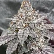 CN#2 (Relentless Genetics)