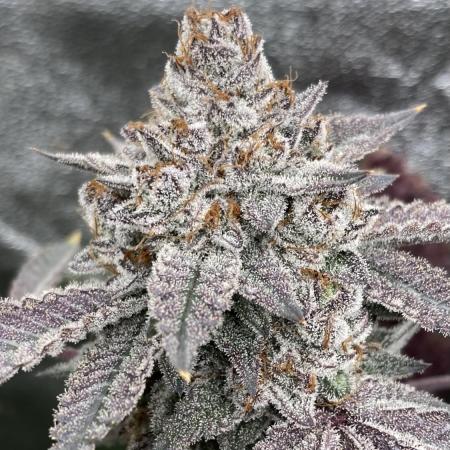 CN#2 (Relentless Genetics)