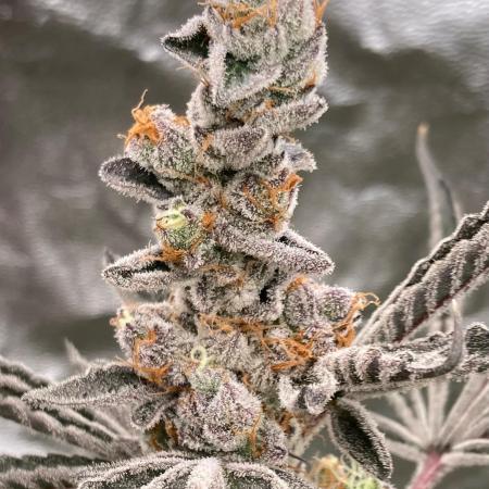 Atomic Jelly#2 (In House Genetics)