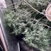 White Rhino (Green House Seeds)