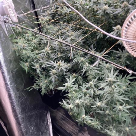 White Rhino (Green House Seeds)