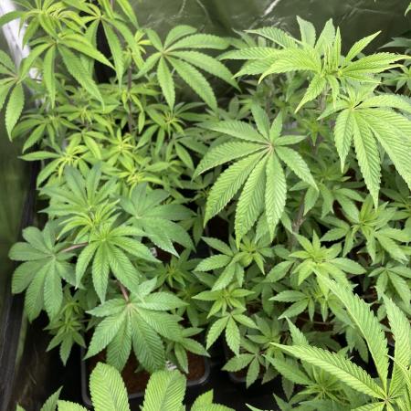 Rainbow Gelato (Wizard Trees)