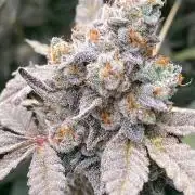 Zoy Sauce Clones (my Cut)