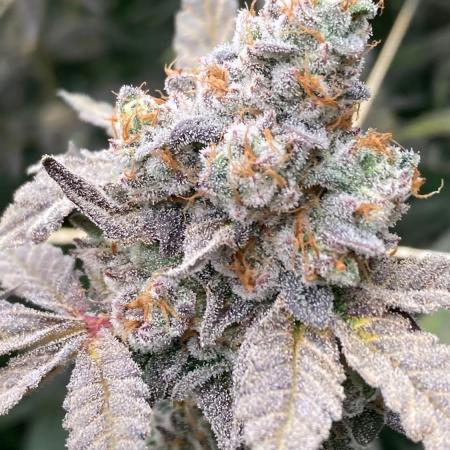 Zoy Sauce Clones (my Cut)