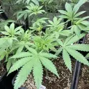 Strawberry Ak (Serious Seeds)