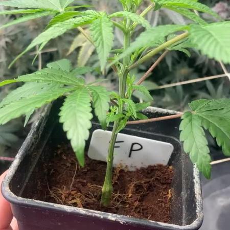 FrozayPie x MannaMountain (ttcultivator)