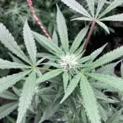 Blackcherry Punch Clones (In House Gen)