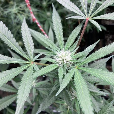 Blackcherry Punch Clones (In House Gen)