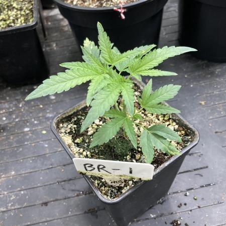Black Rainbow (LIT Farms)