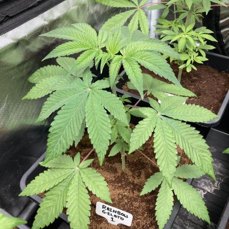 Rainbow Gelato (Wizard Trees)