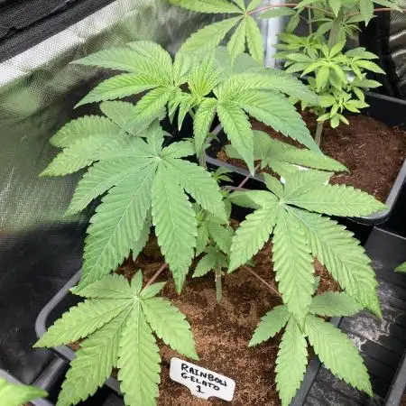 Rainbow Gelato (Wizard Trees)