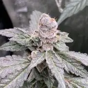Chrome Dome Clone (Compound Genetics)