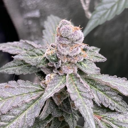 Chrome Dome Clone (Compound Genetics)