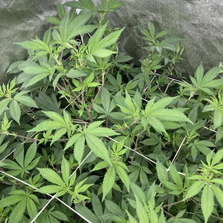 PLATINUMZ#2 (In House Genetics)