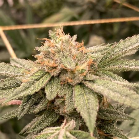 Rainbow Marker #6 (LIT Farms)