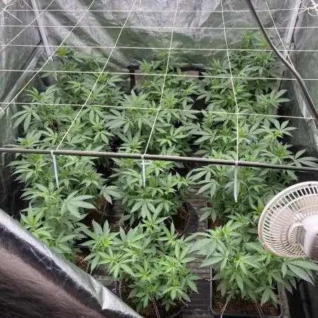 Motor OG #3 Clones (LIT Farms)