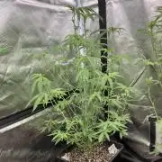 Apples & Bananas x Zoda (Umami Seed Co)