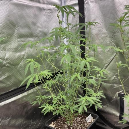 Apples & Bananas x Zoda (Umami Seed Co)
