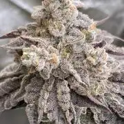 Gastini (LIT Farms)