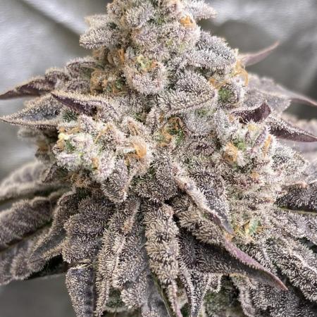 Gastini (LIT Farms)
