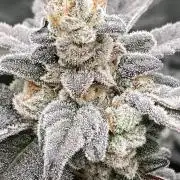 Gas Cream Runtz Clones (LIT Farms)