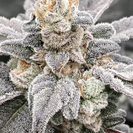 Gas Cream Runtz Clones (LIT Farms)