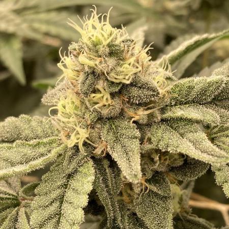 Zoy Sauce Clones (my Cut)