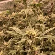 Jelly Breath S1 (In House Genetics)