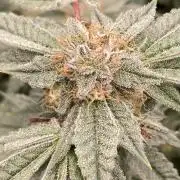 CN#2 Clones (Relentless Genetics)