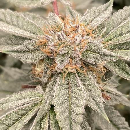 CN#2 Clones (Relentless Genetics)