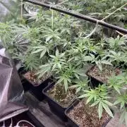 White Rhino (Green House Seeds)