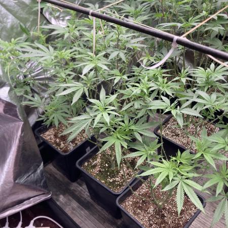 White Rhino (Green House Seeds)