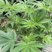 GasQuake (In House Genetics)