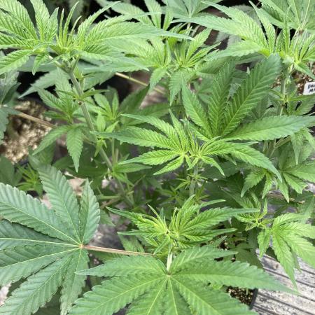 GasQuake (In House Genetics)