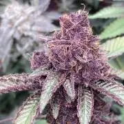 CN#6 aka Poras Purple (Relentless)