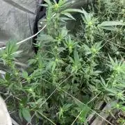 Final Chrome Dome Clone (Compound )