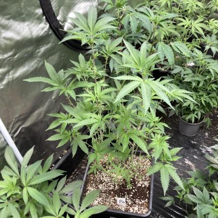 Do-lato V2 (In House Genetics)
