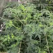 Frosty’s Purple Freak (Khalifa)