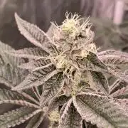 Animorph Mints ‘My Keeper Cut’