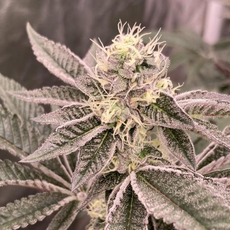 Animorph Mints ‘My Keeper Cut’