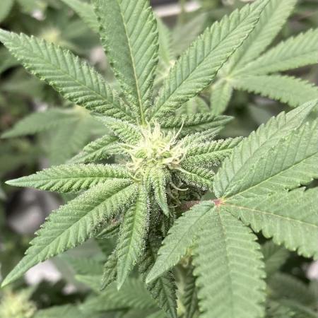 Glazed Pastries#3 (In House Genetics)