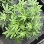 Black Rainbow (LIT Farms)