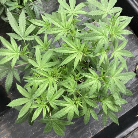 Black Rainbow (LIT Farms)