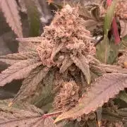 GasQuake (In House Genetics)